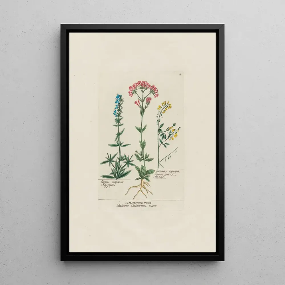 Tableau Hysope Gentiane Centaurium minus Mélilot - Petr Martynovich Gofman | Reproduction Artem Legrand