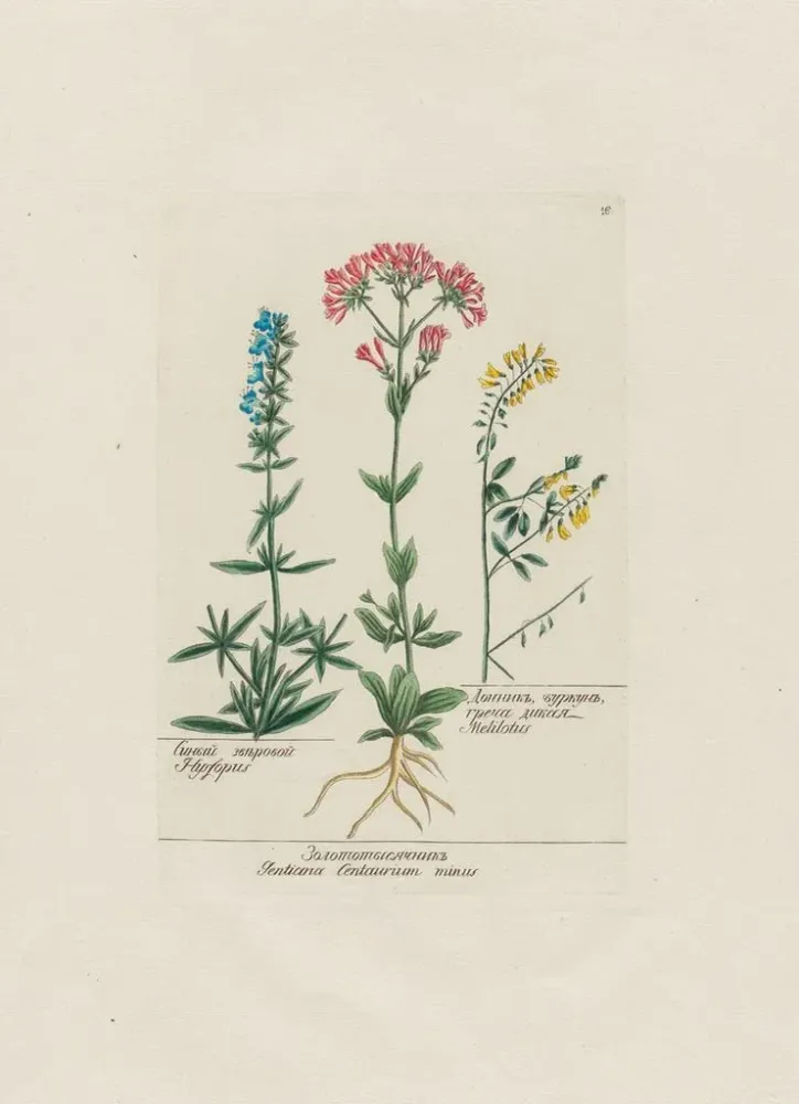 Tableau Hysope Gentiane Centaurium minus Mélilot - Petr Martynovich Gofman | Reproduction Artem Legrand