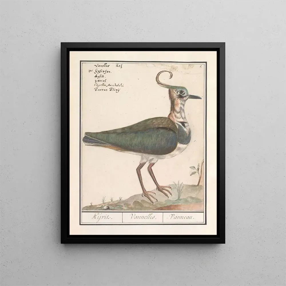 Tableau Kievit Vanellus vanellus - Anselmus Botius de Boodt | Reproduction Artem Legrand