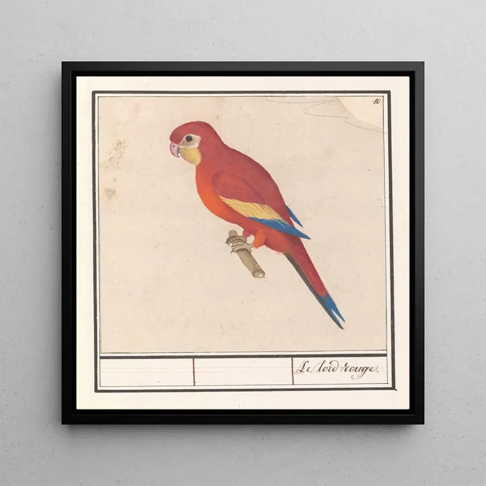 Tableau Le lord rouge avec un perroquet - Anselmus Botius de Boodt | Reproduction Artem Legrand