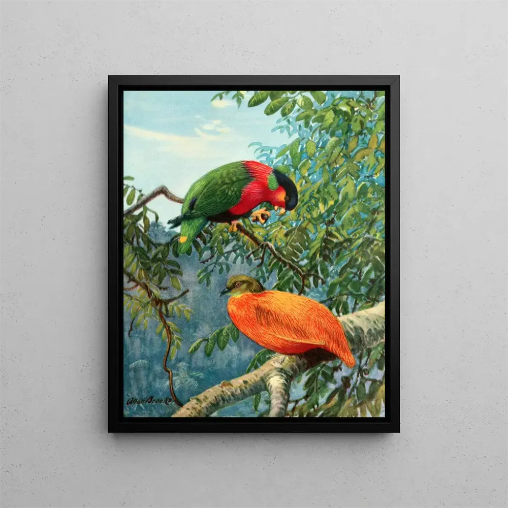 Tableau Lori des Fidji et colombe orange - Allan Brooks | Reproduction Artem Legrand