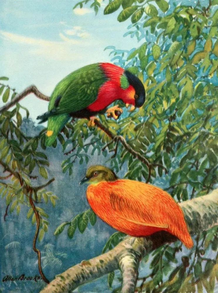 Tableau Lori des Fidji et colombe orange - Allan Brooks | Reproduction Artem Legrand