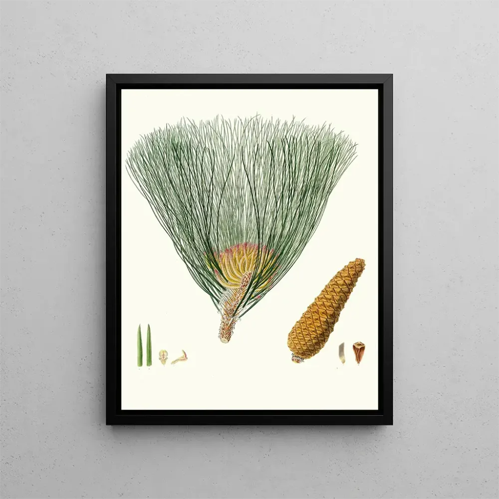 Tableau Pinus palustris - Aylmer Bourke Lambert | Reproduction Artem Legrand