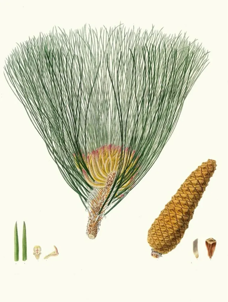 Tableau Pinus palustris - Aylmer Bourke Lambert | Reproduction Artem Legrand