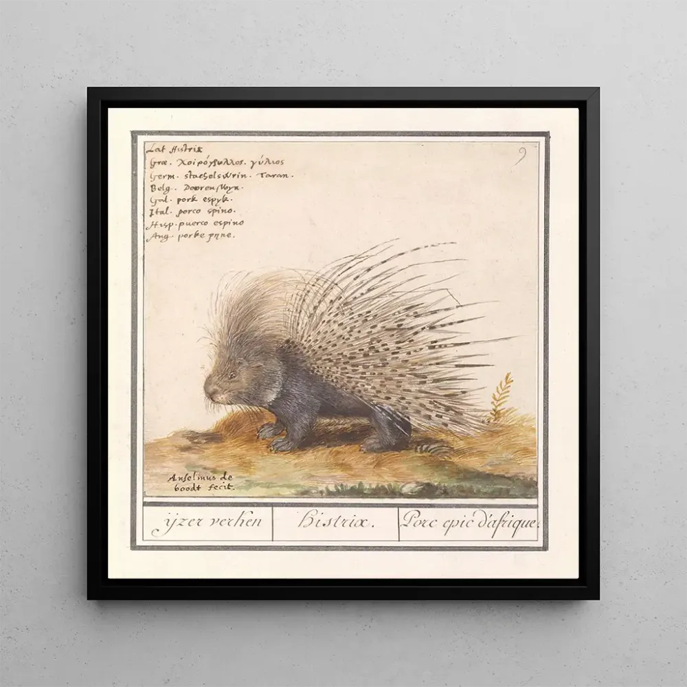 Tableau Porc-épic commun Hystrix cristata, fer explorateur Histrix Porc épic d'Afrique - Anselmus Botius de Boodt | Reprod...