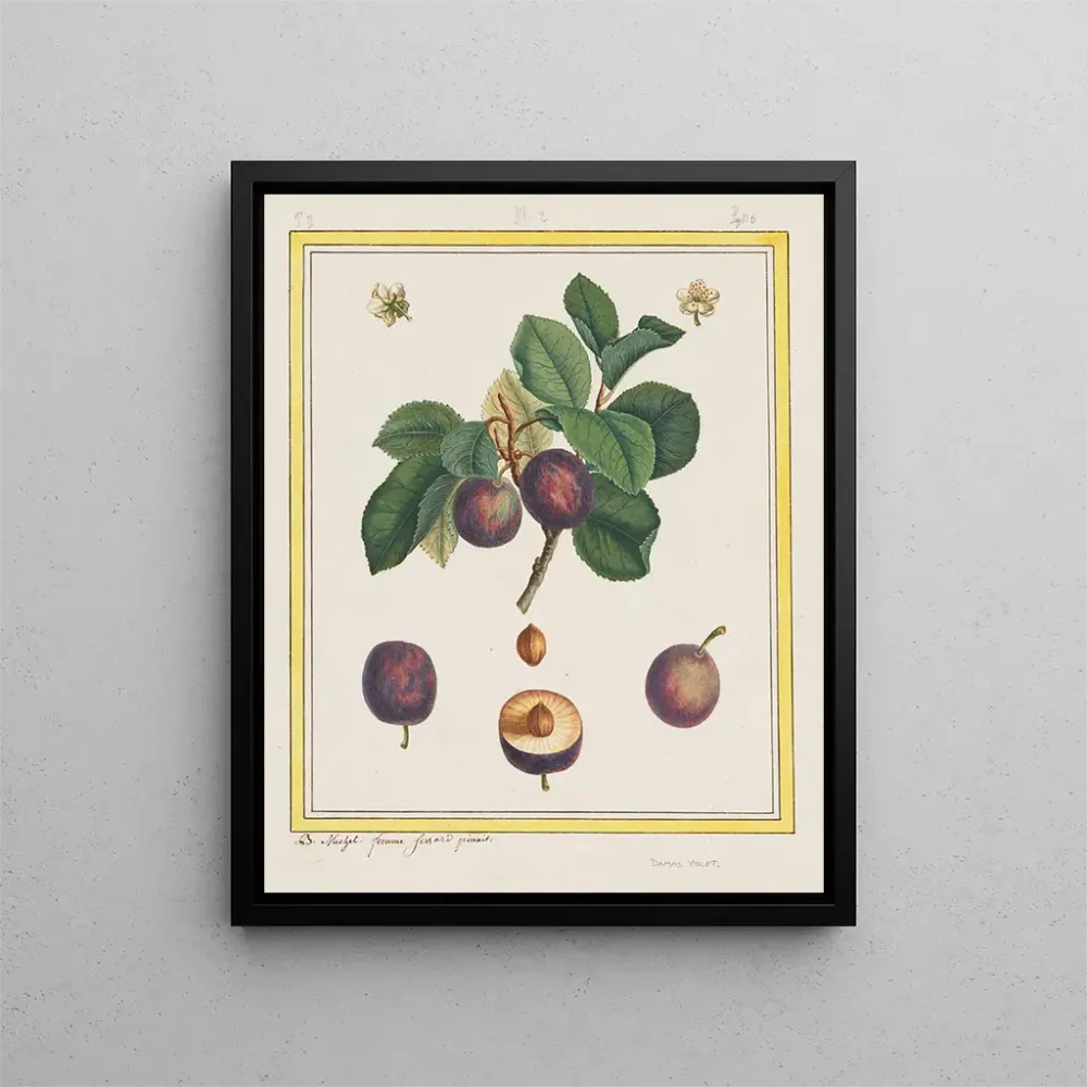 Tableau Prune de Damas - B. Michel | Reproduction Artem Legrand