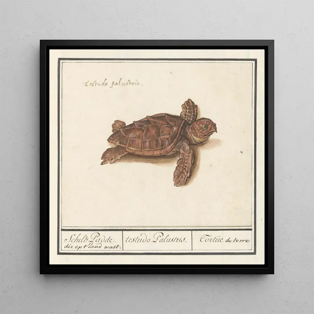 Tableau Tortue de mer Cheloniidae tortue de terre testudo Palustris - Anselmus Botius de Boodt | Reproduction Artem Legrand