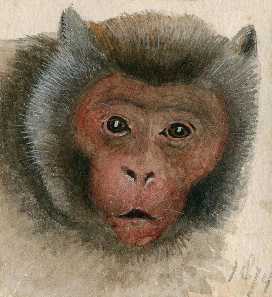 Tableau Tête d'un singe à longue queue - Floris Verster | Reproduction Artem Legrand