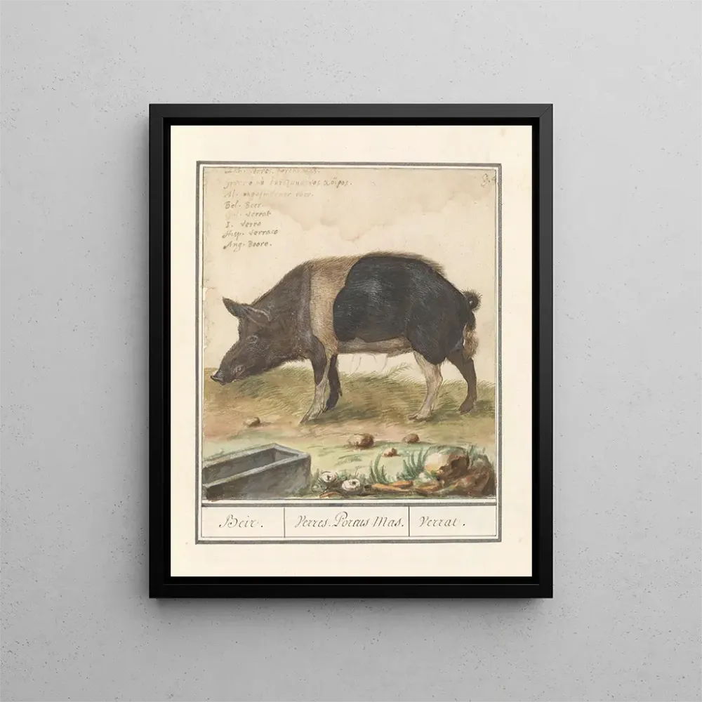 Tableau Varken Porc truie domestique Beir Varres Porcus Mâle Varrat - Anselmus Botius de Boodt | Reproduction Artem Legrand