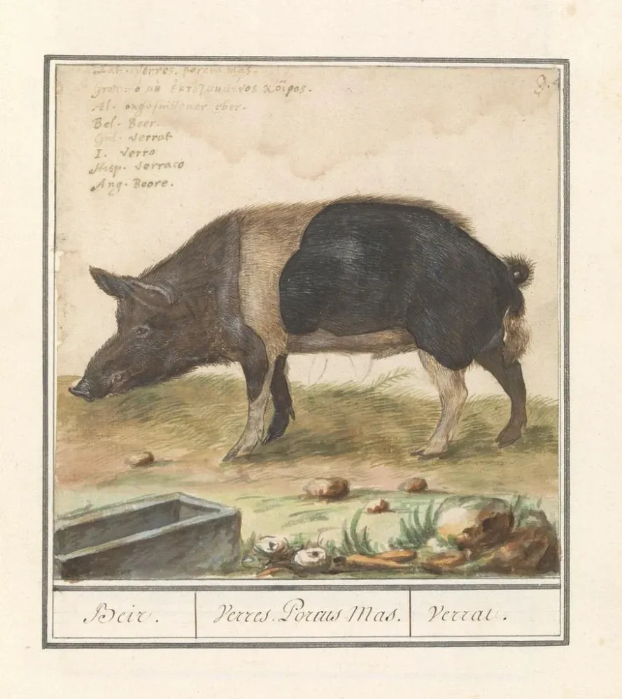 Tableau Varken Porc truie domestique Beir Varres Porcus Mâle Varrat - Anselmus Botius de Boodt | Reproduction Artem Legrand