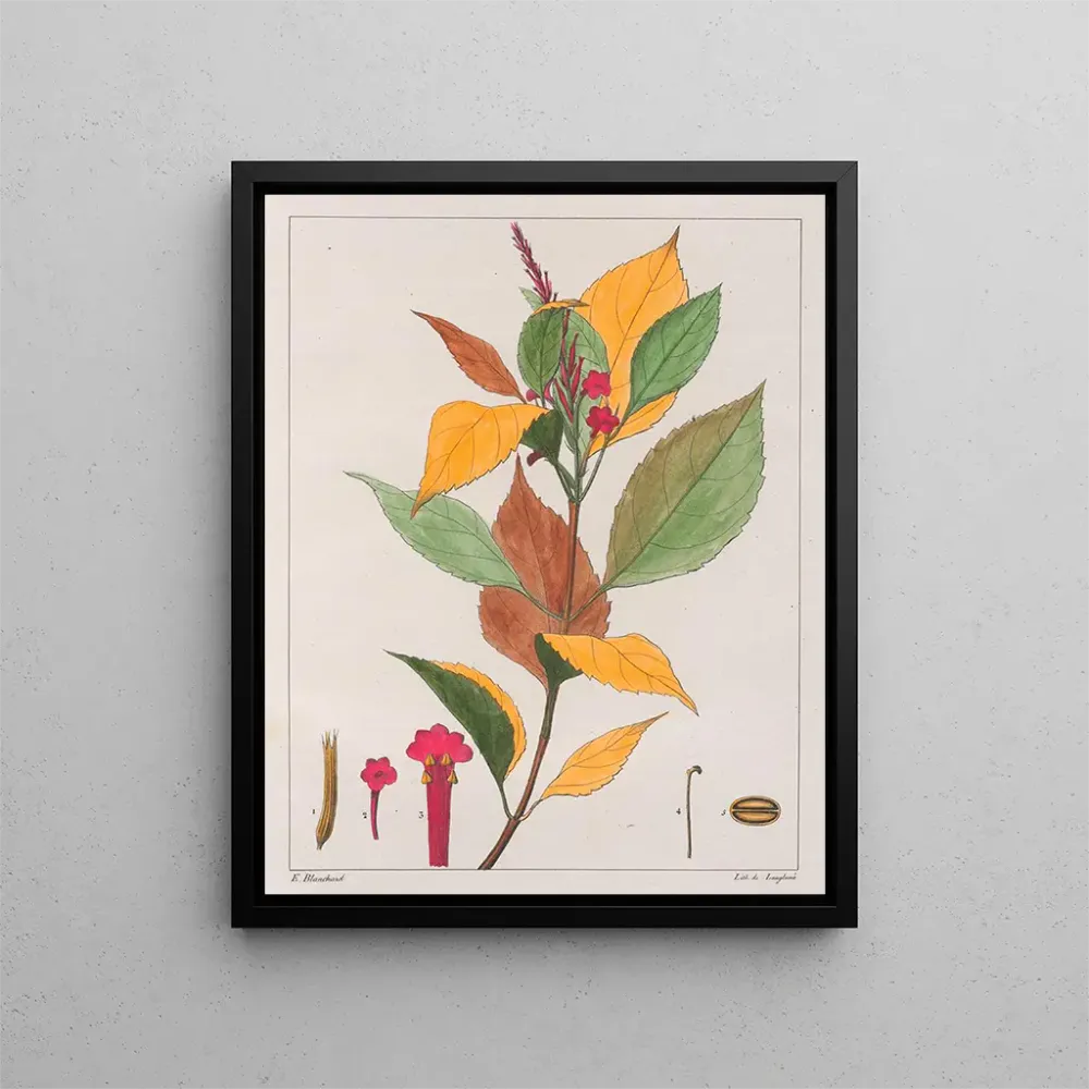Tableau Verveine pseudogervao - Auguste de Saint-Hilaire | Reproduction Artem Legrand