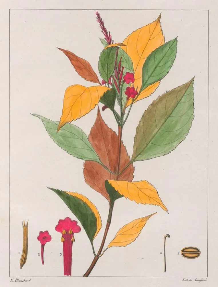 Tableau Verveine pseudogervao - Auguste de Saint-Hilaire | Reproduction Artem Legrand