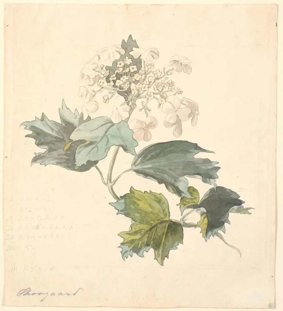 Tableau Viburnum de Kalkved - P C Skovgaard | Reproduction Artem Legrand