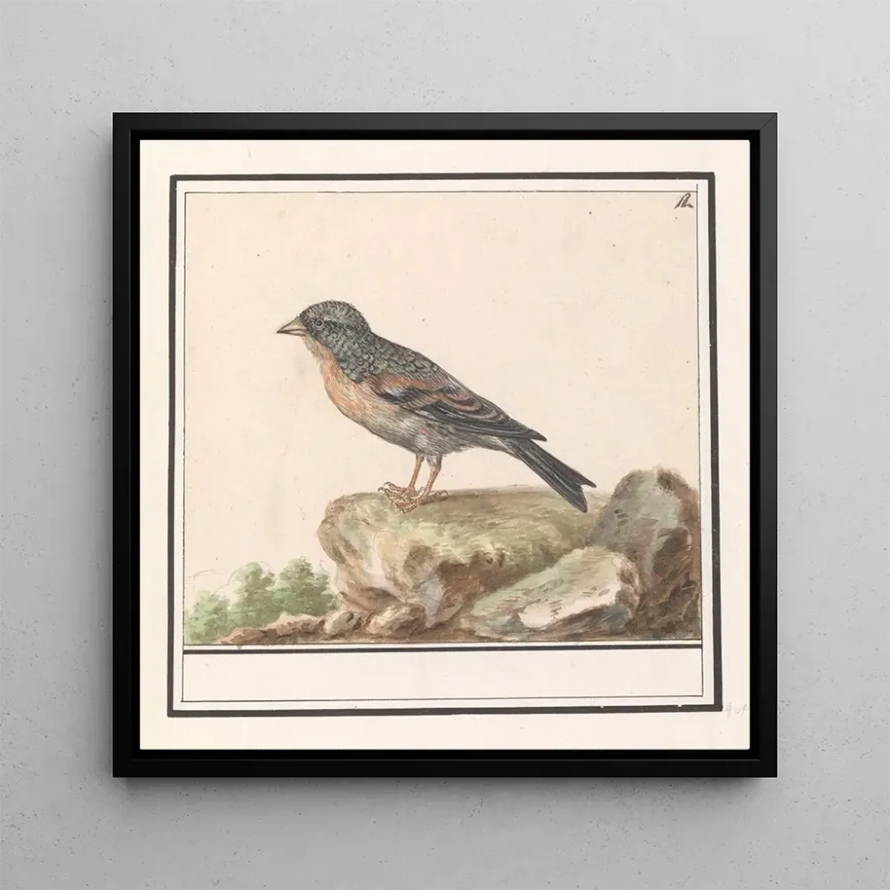 Tableau Vink Fringilla - Anselmus Botius de Boodt | Reproduction Artem Legrand