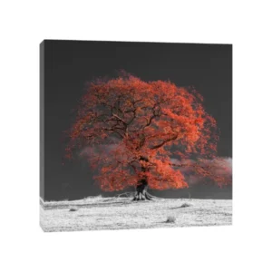 Assaf Frank - Arbre sur une colline-oranger