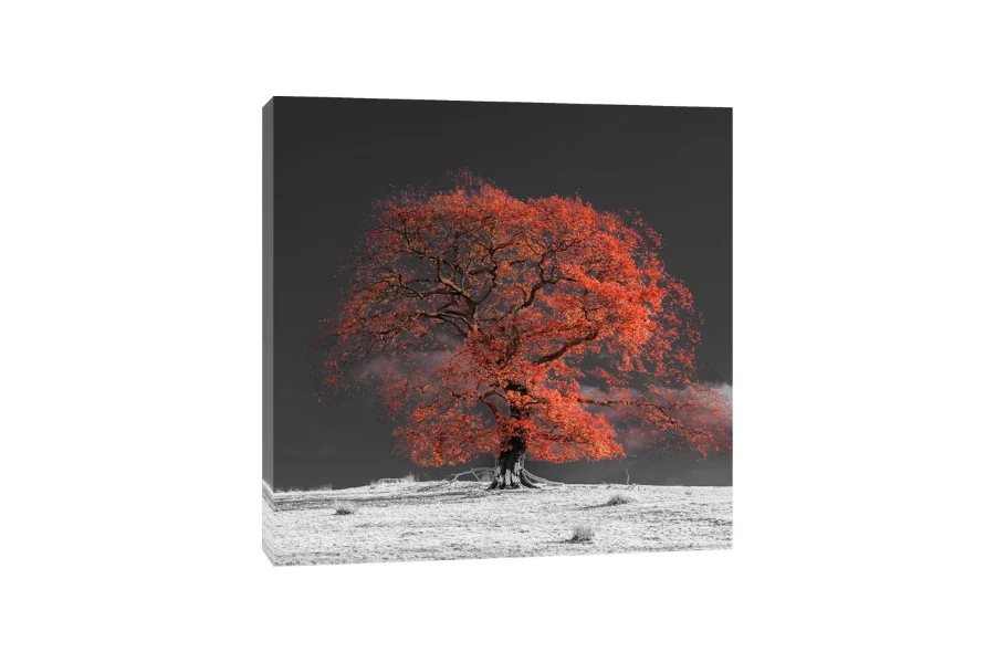 Assaf Frank - Arbre sur une colline-oranger