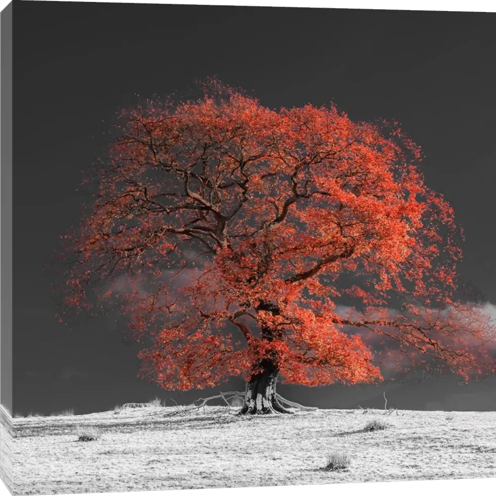 Assaf Frank - Arbre sur une colline-oranger