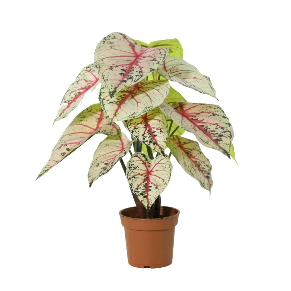 Caladium blanc / rose plante artificielle h57cm