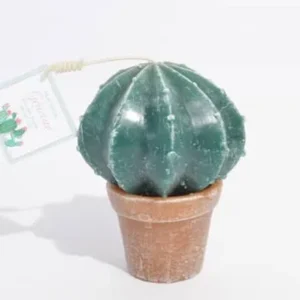 Cactus Grande Bola Caravela Mexico