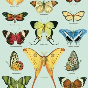 Affiche Cavallini Papillons