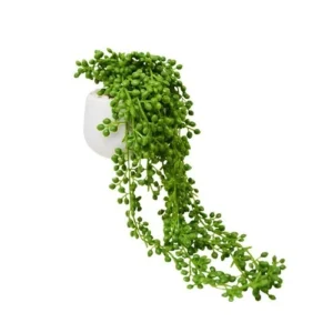 Chaine de perle senecio artificiel 28cm