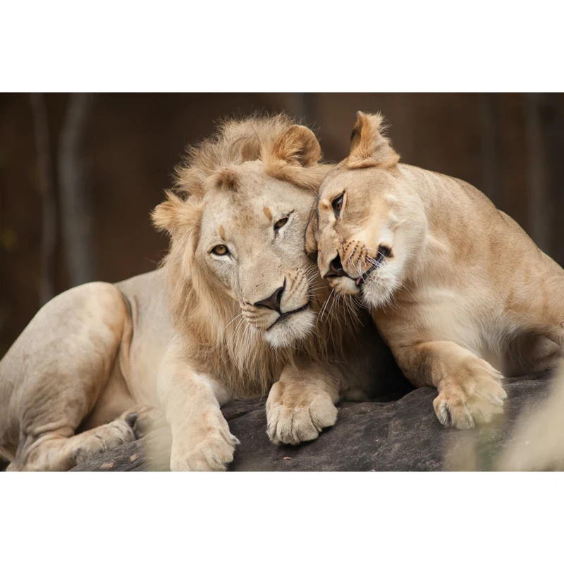 Papier peint mural Lion amoureux marron, art mural imperméabilisant pour le salon, sur mesure Clearhalo