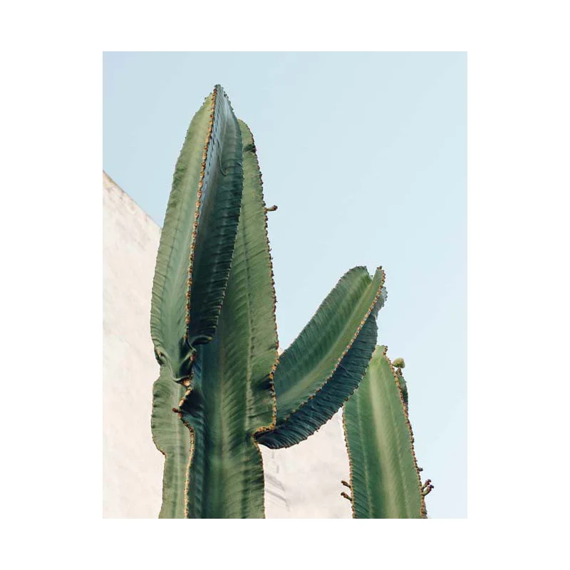 Photographie impression motif cactus décoration murale salle à manger toile botanique en vert Clearhalo