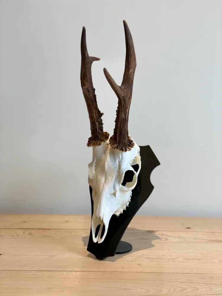Cranium Design Support Trophée Primus