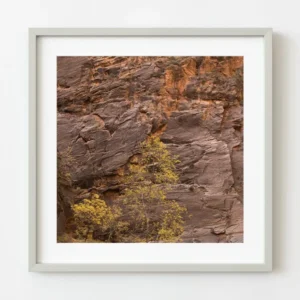 Arbre aux feuilles jaunes contre le mur du Canyon Zion | Édition limitée à 10 Dan Kosmayer Photography