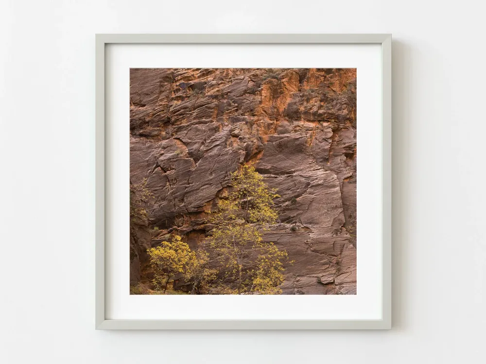 Arbre aux feuilles jaunes contre le mur du Canyon Zion | Édition limitée à 10 Dan Kosmayer Photography