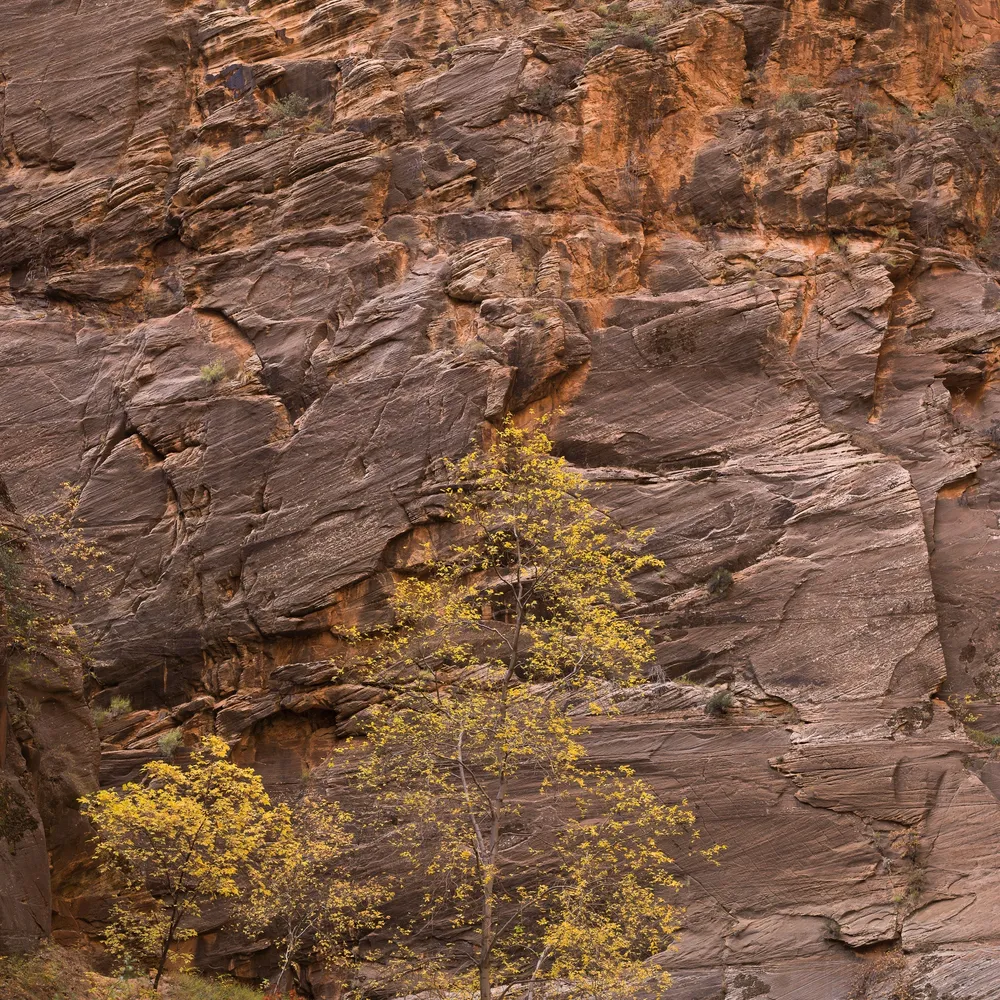 Arbre aux feuilles jaunes contre le mur du Canyon Zion | Édition limitée à 10 Dan Kosmayer Photography