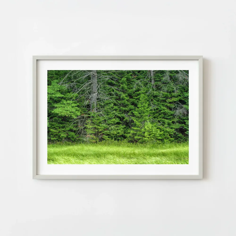 Canada Ontario Haliburton Green Forest Trail Lumière du matin Nature Photographie Art mural | Édition limitée à 10 Dan Kos...