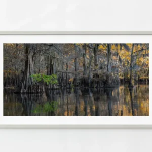 Cyprès avec branche verte solitaire | Édition limitée à 10 Dan Kosmayer Photography