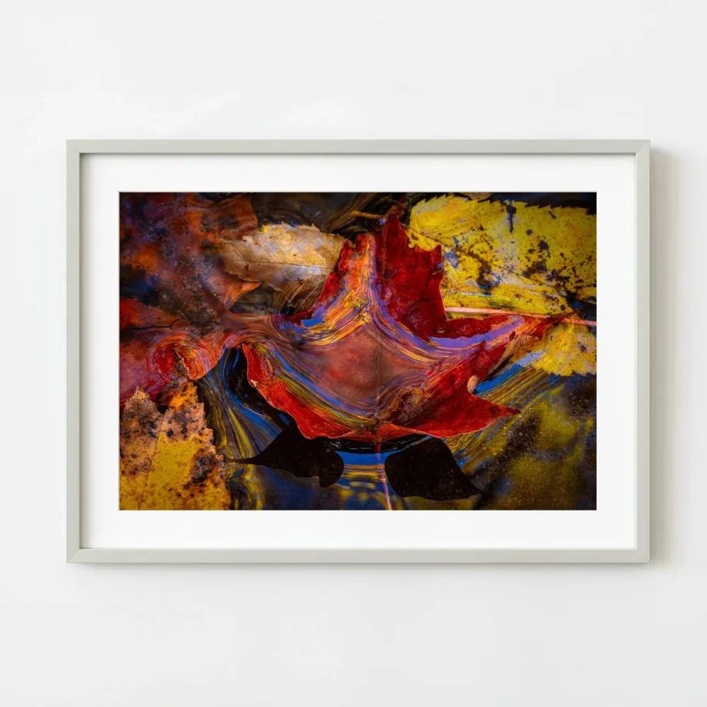 Feuille d'érable colorée sur la surface de l'étang | Édition limitée à 10 Dan Kosmayer Photography
