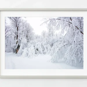 La neige envahit les arbres à Haliburton | Édition limitée à 10 Dan Kosmayer Photography