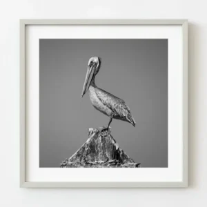 Pélican debout sur un poteau rouillé Key West Floride | Édition limitée à 10 Dan Kosmayer Photography