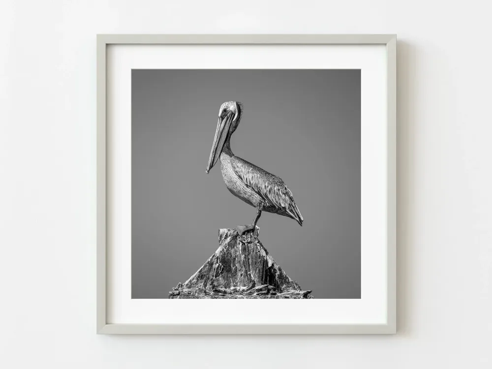Pélican debout sur un poteau rouillé Key West Floride | Édition limitée à 10 Dan Kosmayer Photography