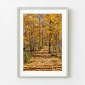 Route forestière à la fin de l'automne Nord du Canada | Édition limitée à 10 Dan Kosmayer Photography