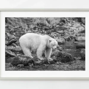 Saumon de chasse à l’ours spirituel | Édition limitée à 10 Dan Kosmayer Photography