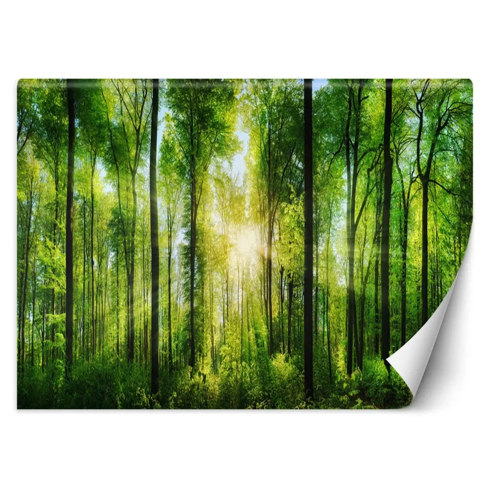 Fond d'écran, êt ensoleillée Nature 100x70 Feeby