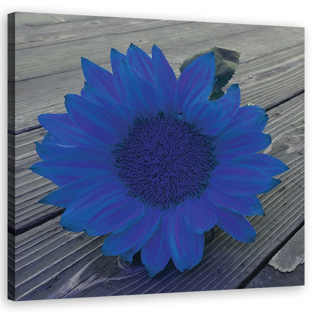 Impression sur toile, Tournesol bleu 30x30 Feeby