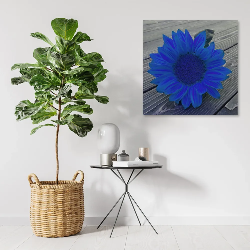 Impression sur toile, Tournesol bleu 30x30 Feeby