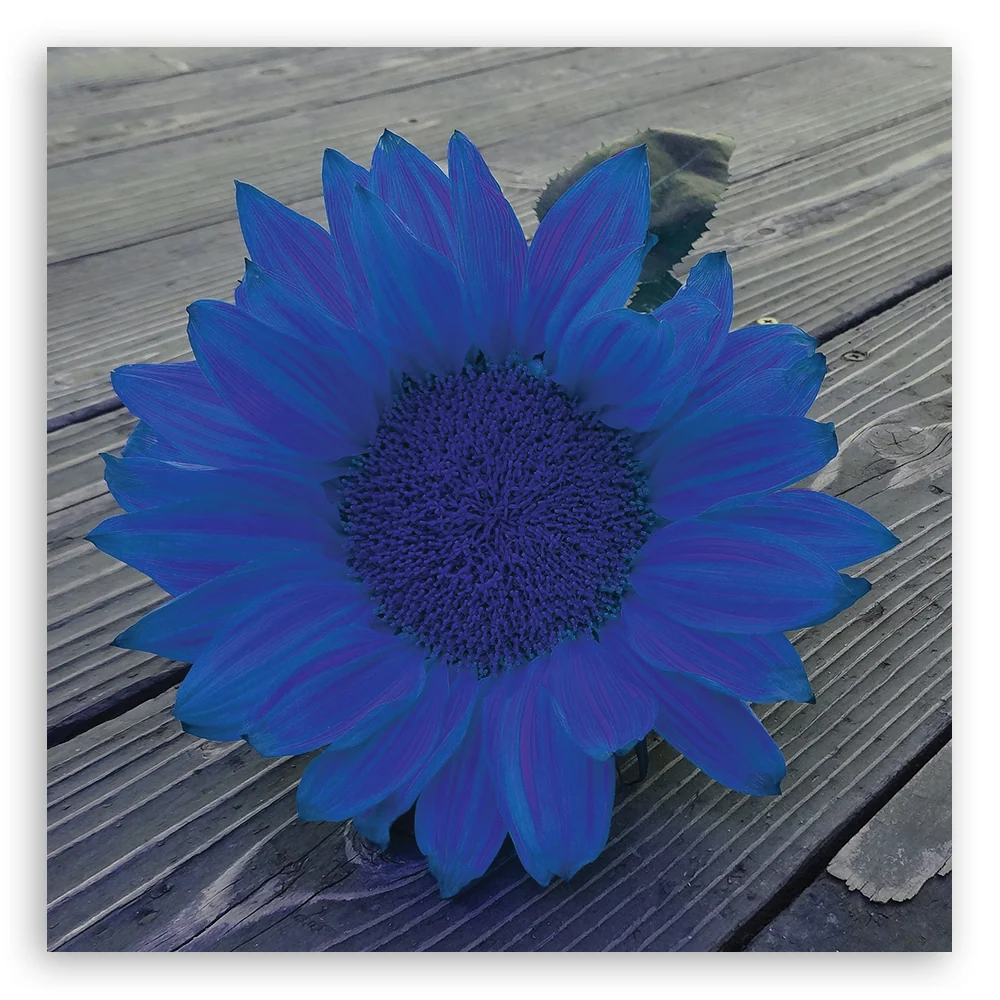 Impression sur toile, Tournesol bleu 30x30 Feeby