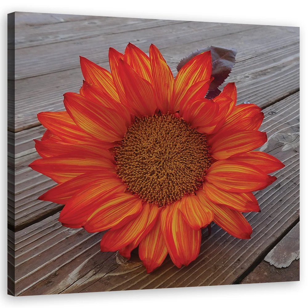 Impression sur toile, tournesol orange 30x30 Feeby