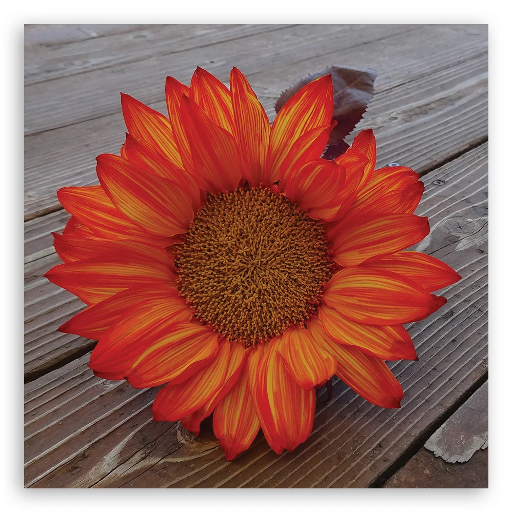 Impression sur toile, tournesol orange 30x30 Feeby