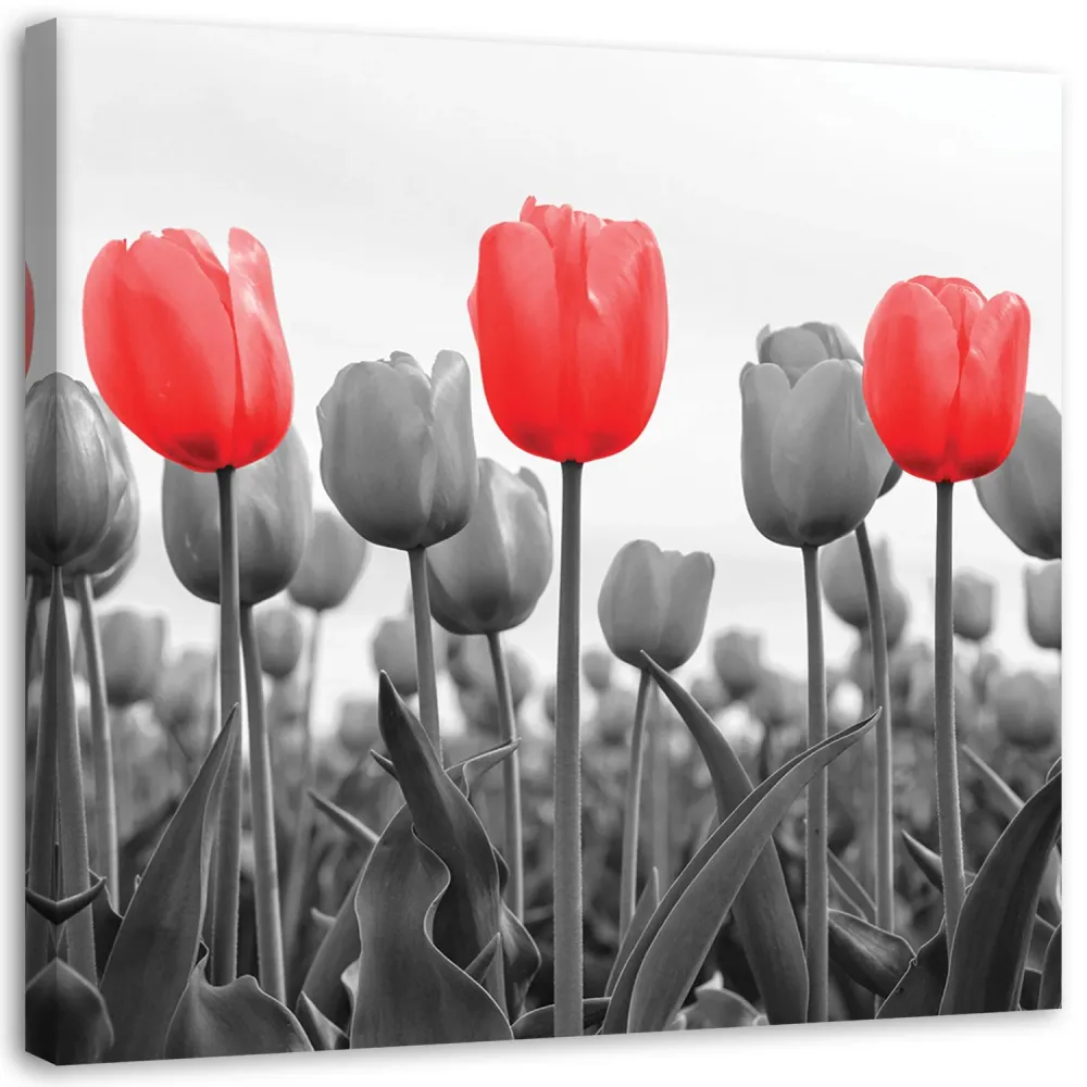 Impression sur toile, Tulipes rouges dans une prairie 40x40 Feeby