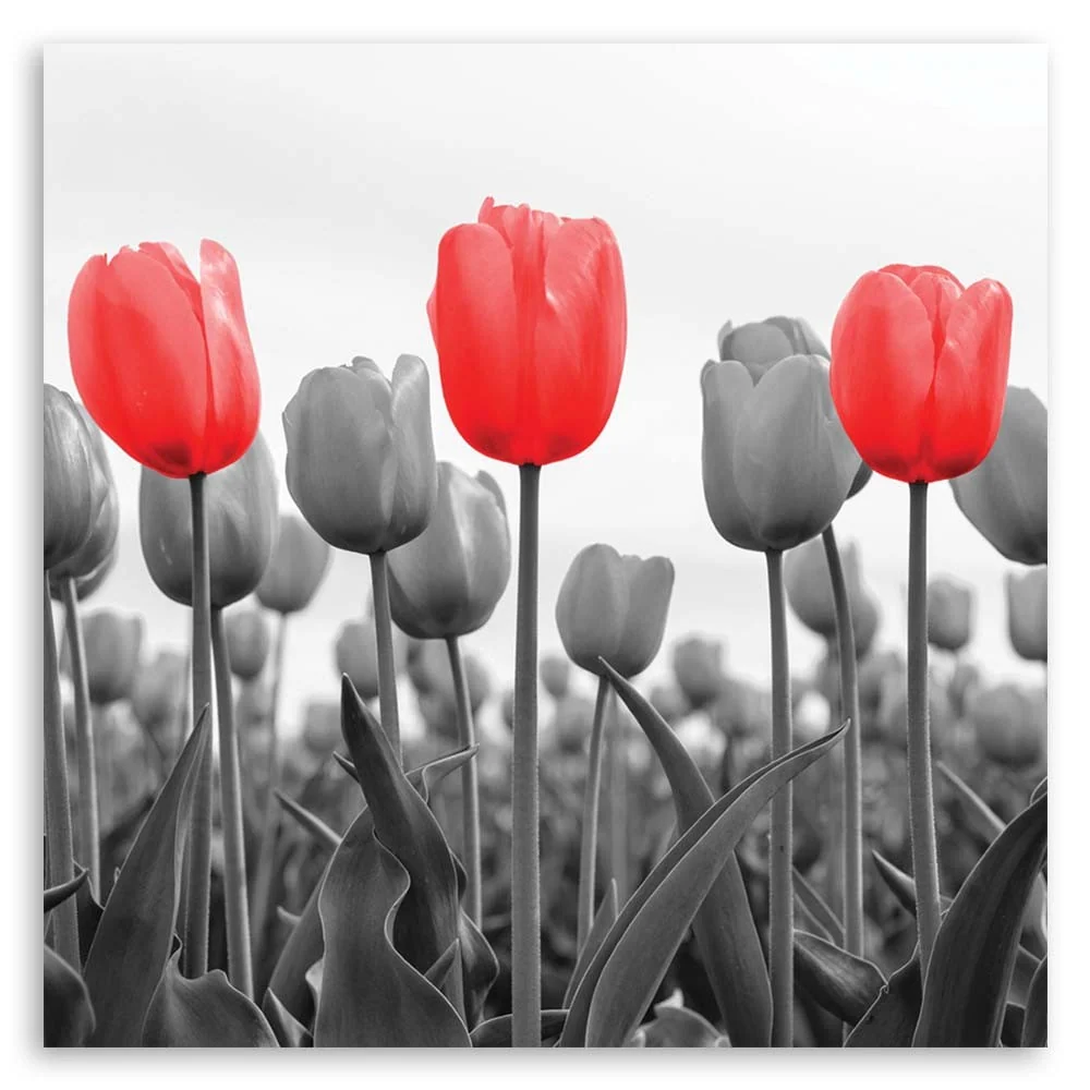 Impression sur toile, Tulipes rouges dans une prairie 40x40 Feeby