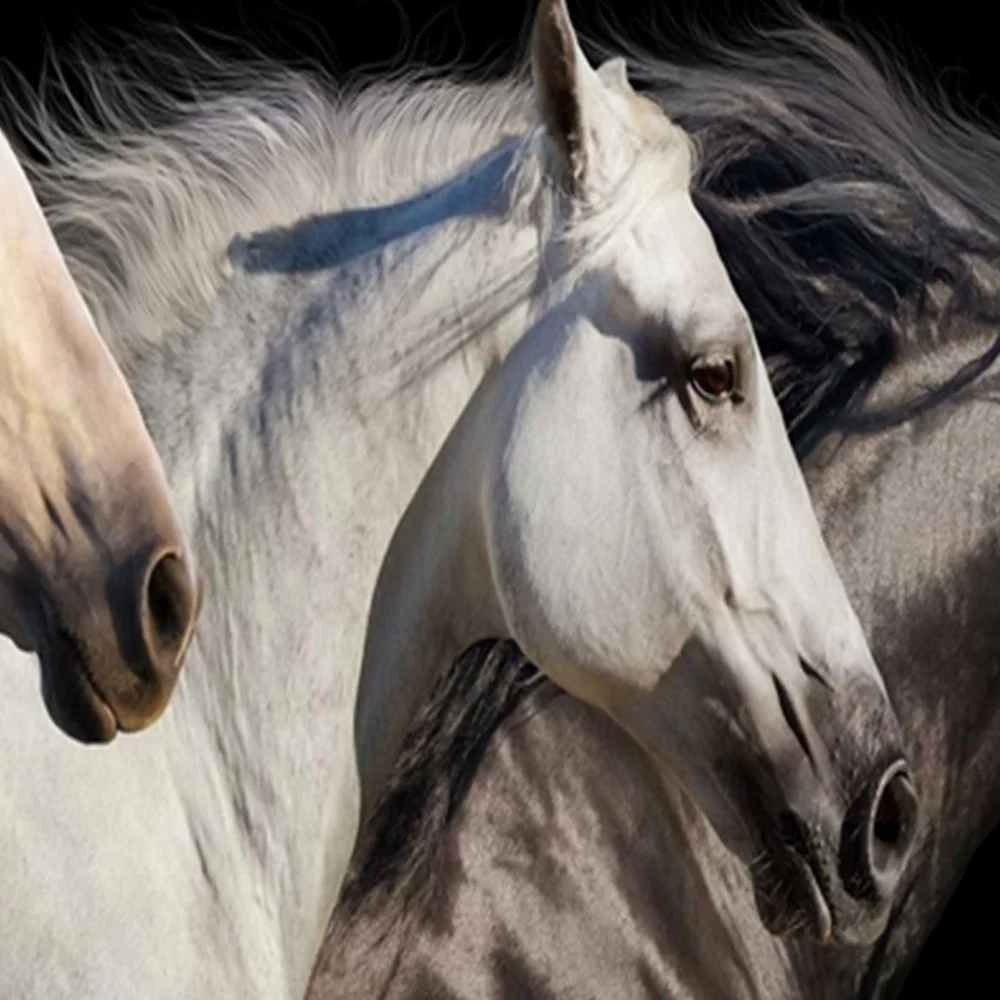 Paravent double face, trois chevaux Feeby