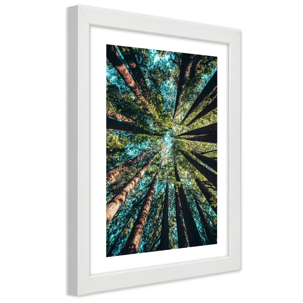 Photo encadrée de blanc, les branches de grands arbres 20x30 Feeby