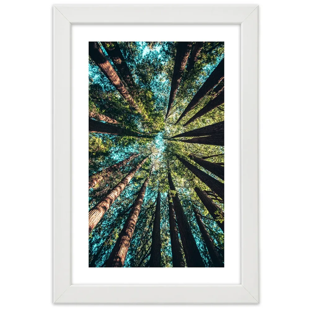 Photo encadrée de blanc, les branches de grands arbres 20x30 Feeby